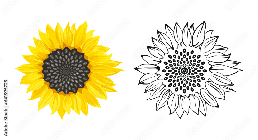 Sunflower cartoon illustration and black and white outline. Set of vector illustrations. Sunflower cartoon illustration and black and white outline. Set of vector illustrations.