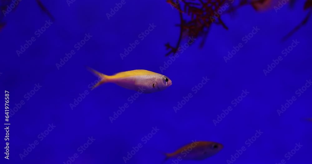 Pseudanthias rubrizonatus moving among reefs of deep ocean. Sunlit seabed and picturesque marine nature underwater photography slow motion