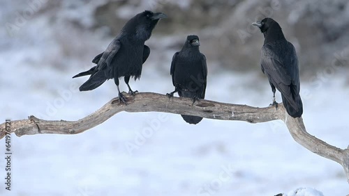Three Ravens birds perched on a branch and flew away (Corvus corax).