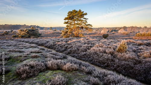 Dutch heathland landscape in winter season with pine tree and juniper in the rural province of Drenthe, The Netherlands.