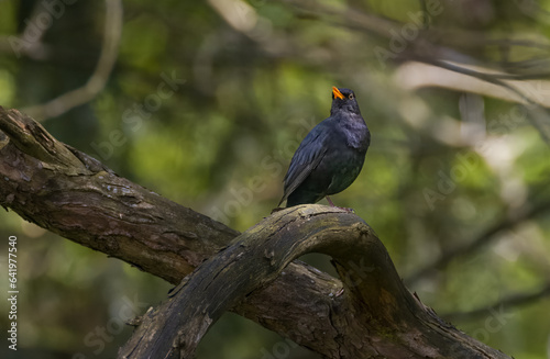 Common Blackbird (Turdus merula) male on branch
