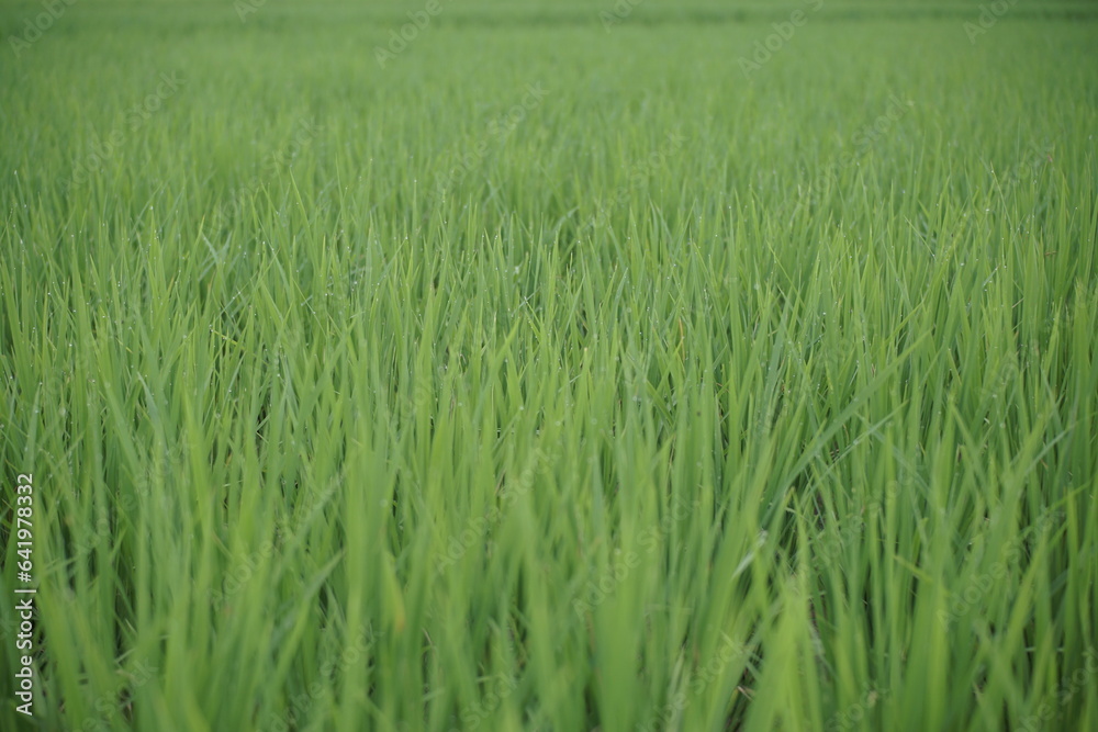 Lush Emerald Field of Young Rice Plants Stretching Towards the Horizon in the Early Morning Light, A Symphony of Green Textures in a Vast Agricultural Landscape
