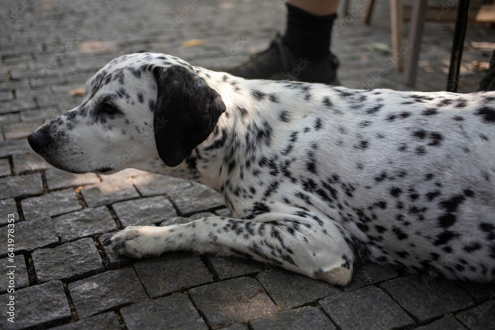 A portrait of the Dalmatian lying in the shade next to his master A portrait of the Dalmatian lying in the shade next to his master
