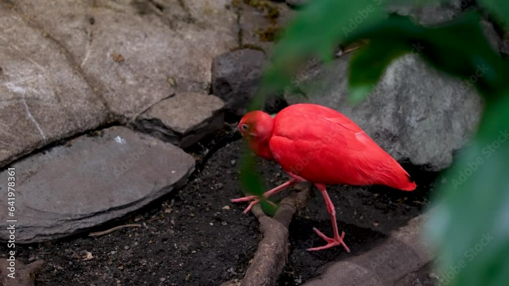 The scarlet ibis Eudocimus ruber is a species of ibis in bird family Threskiornithidae. It inhabits tropical South America and part of the Caribbean Vancouver Aquarium, BC, Canada The scarlet ibis Eudocimus ruber is a species of ibis in bird family Threskiornithidae. It inhabits tropical South America and part of the Caribbean Vancouver Aquarium, BC, Canada