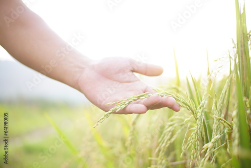 hand is holding rice ready to harvest