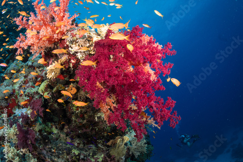 Colourful soft corals in the southern Red Sea, Egypt © timsimages.uk