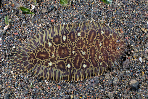 Flounder fish - Carpet Sole -Liachirus melanospilos on the seabed at night. Sea life of Bali, Indonesia.