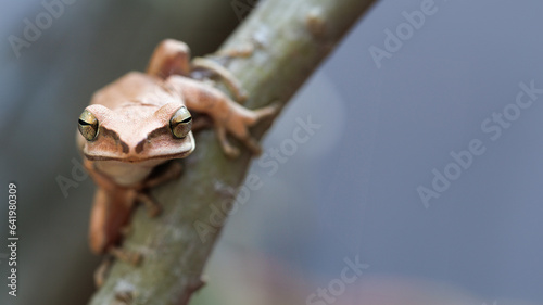 tree frog climbing on a branch. isolated from background