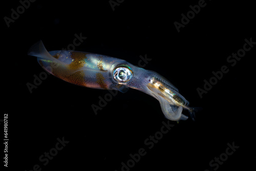 Bigfin Reef Squid - Sepioteuthis lessoniana hunts at night. Sea life of Tulamben, Bali, Indonesia.