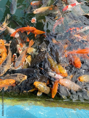 Koi fish in the pond