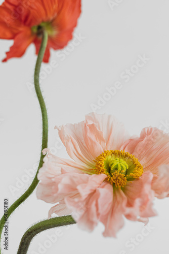 Fototapeta Naklejka Na Ścianę i Meble -  Elegant peach pink and red poppy flowers bouquet on white background. Aesthetic floral simplicity composition. Close up view flower
