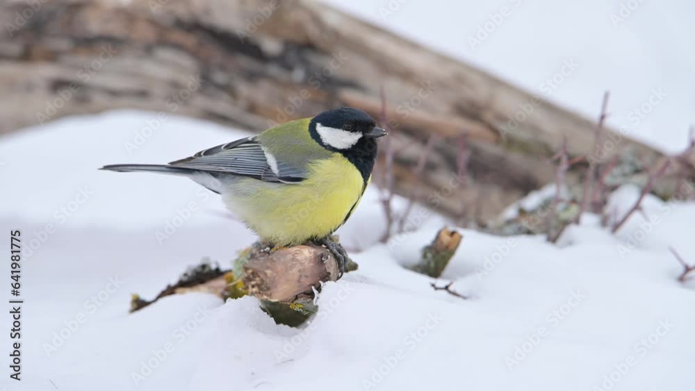Bird Great tit bird eating seed in the snow. Bird Great tit bird eating seed in the snow.