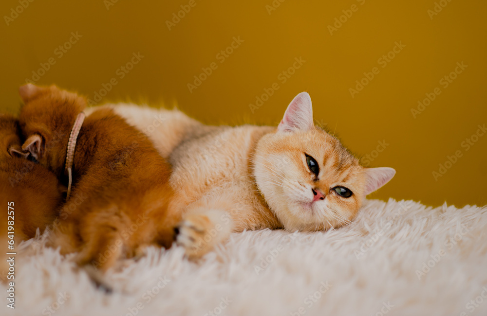 orange cat cute cat cute pet sleeping kitten cute kitten cat growth maturity The look and innocence of cats. orange cat cute cat cute pet sleeping kitten cute kitten cat growth maturity The look and innocence of cats.
