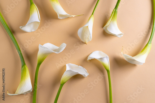 White kalia flowers and copy space on orange background photo