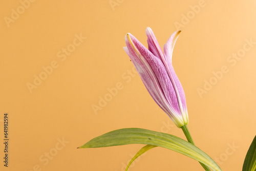 Pink lily flower and copy space on orange background