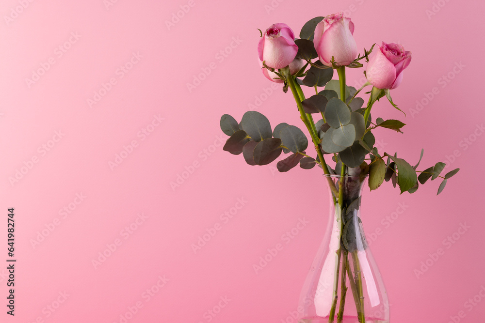 Fototapeta premium Pink rose flowers in glass vase and copy space on pink background