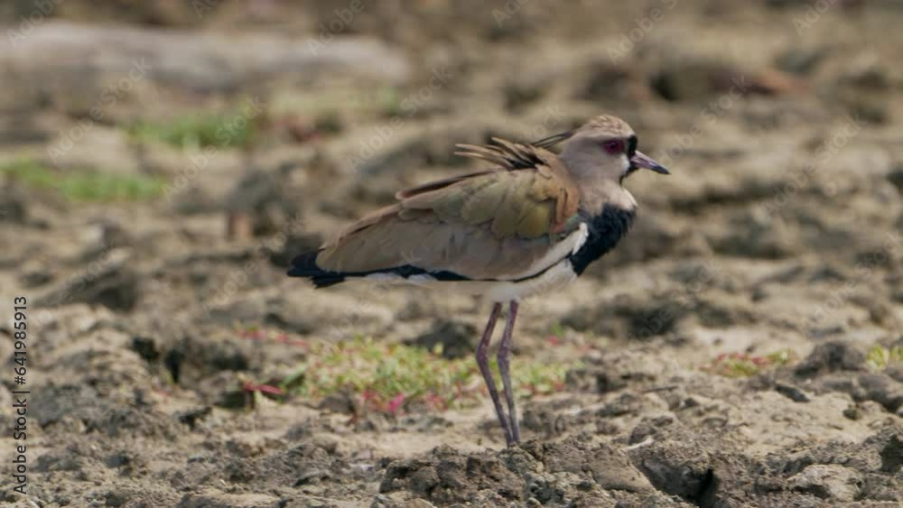 Bird Wildlife -Southern Lapwing in Super Slow Motion 4K 120fps Bird Wildlife -Southern Lapwing in Super Slow Motion 4K 120fps