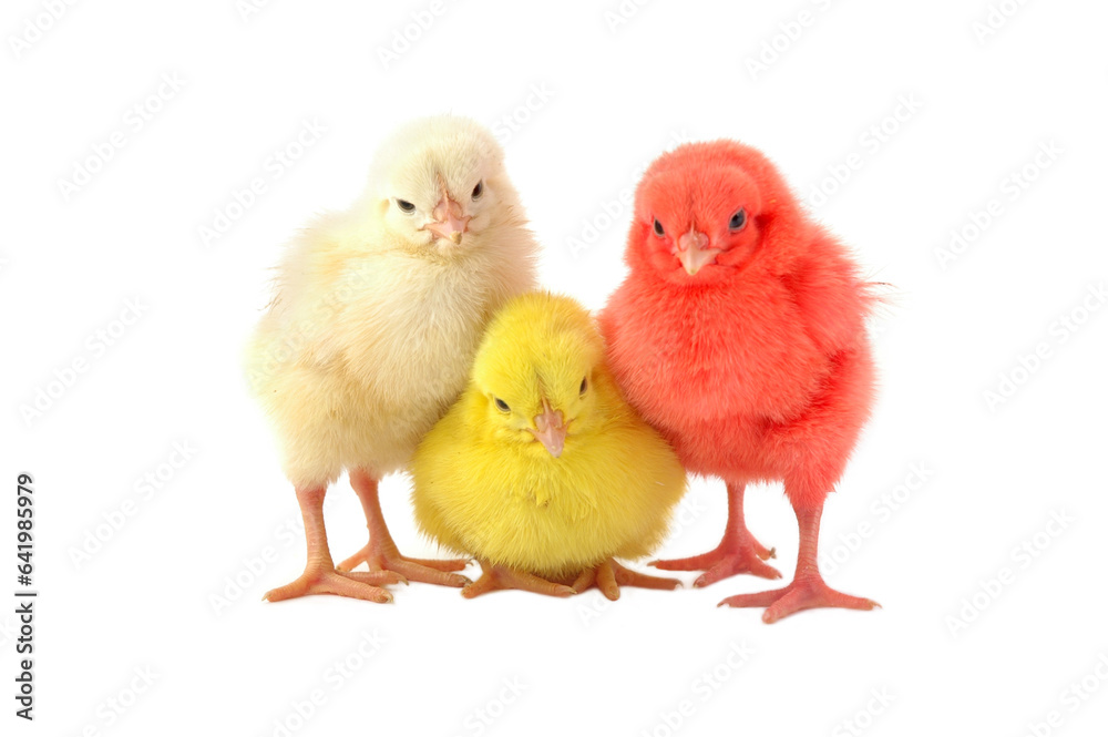 three little chickens