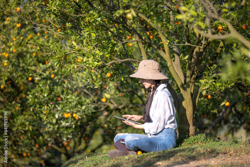 Women owner plantation checking quality tangerines and checks market prices with her tablet.Women working and contact customers who order online on smartphone in orange orchard.Women happy, Success.