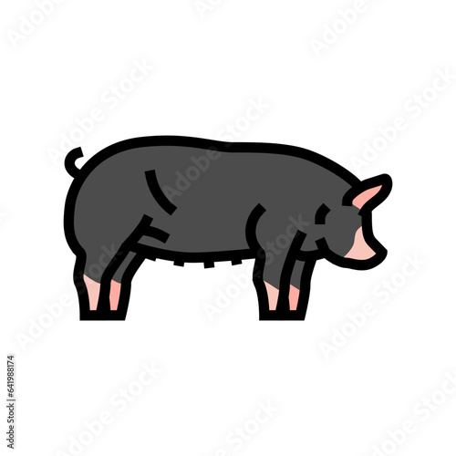 berkshire pig breed color icon vector. berkshire pig breed sign. isolated symbol illustration photo
