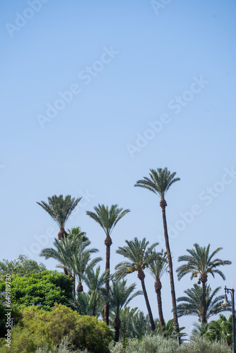 Palm trees in a park of Marrakech  Morocco during a bright sunny day