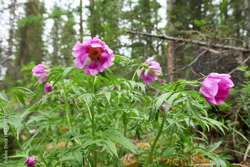 Fototapeta Naklejka Na Ścianę i Meble -  Purple peony woodland peony flowers in the background of the forest. 