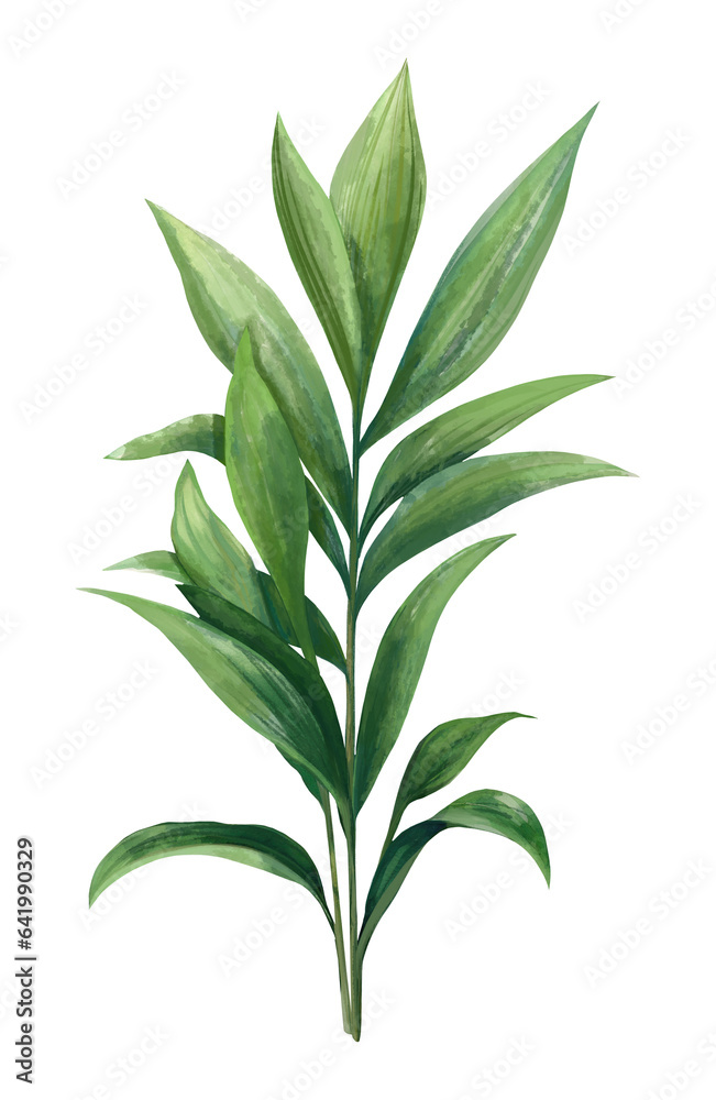 Green and alpinia palm leaf. Tropical plants. Watercolor botany.