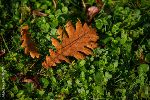 Autumn leaves on green grass. Yellow oak leaf with dew drops.