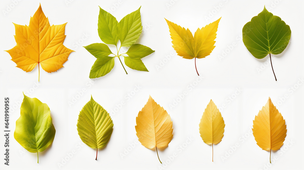 leaves, leaves set. Green flat icon. vector, Isolated on white leaves, leaves set. Green flat icon. vector, Isolated on white