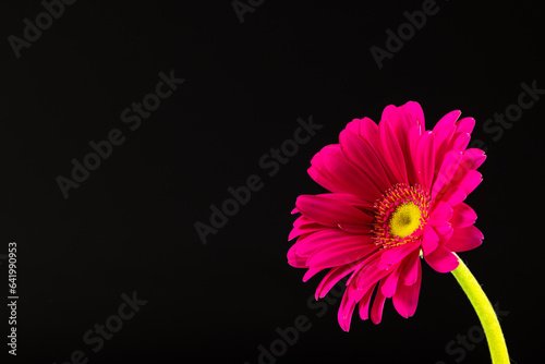Pink gerbera flower and copy space on black background