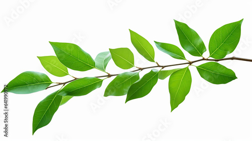leaves  leaves set. Green flat icon. vector  Isolated on white