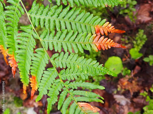 fern leaf with orange tip