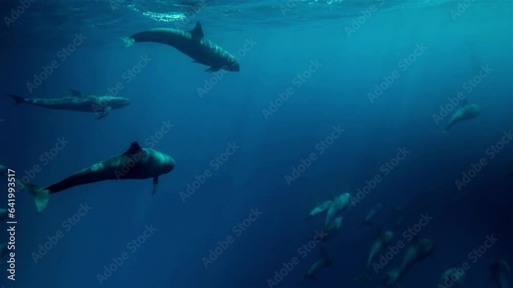 Diving below the surface of the Pacific Ocean to reveal a stunning scene of hundreds of toothed pilot whales swimming in clear deep blue water Diving below the surface of the Pacific Ocean to reveal a stunning scene of hundreds of toothed pilot whales swimming in clear deep blue water
