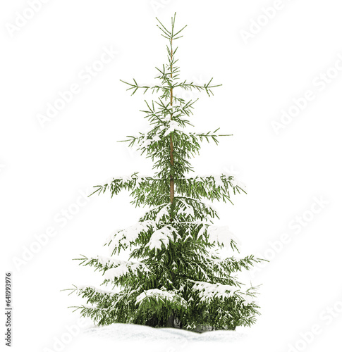 snow covered fir tree on white isolated background