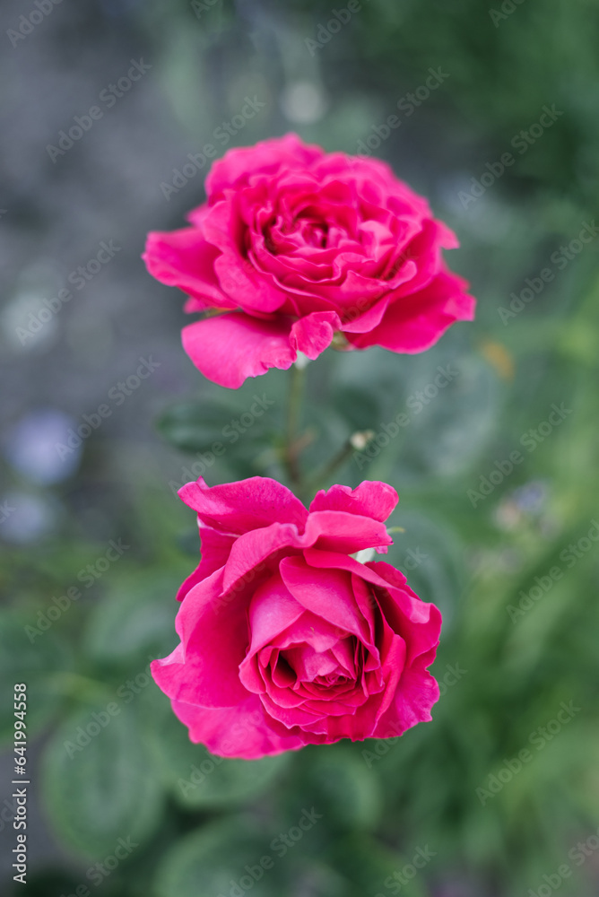 Young English roses by William Shakespeare in the garden in summer Young English roses by William Shakespeare in the garden in summer