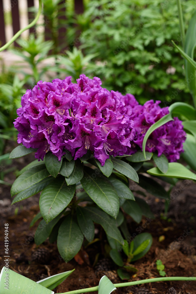 Purple flowers of the Rasputin rhododendron in the spring in the garden Purple flowers of the Rasputin rhododendron in the spring in the garden