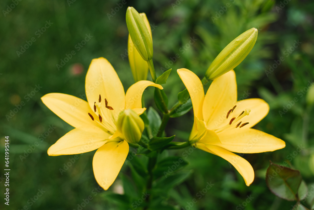 Yellow lily flowers in the summer garden