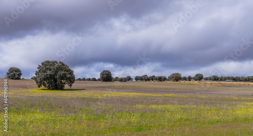 Agricultural field with Cork oak trees