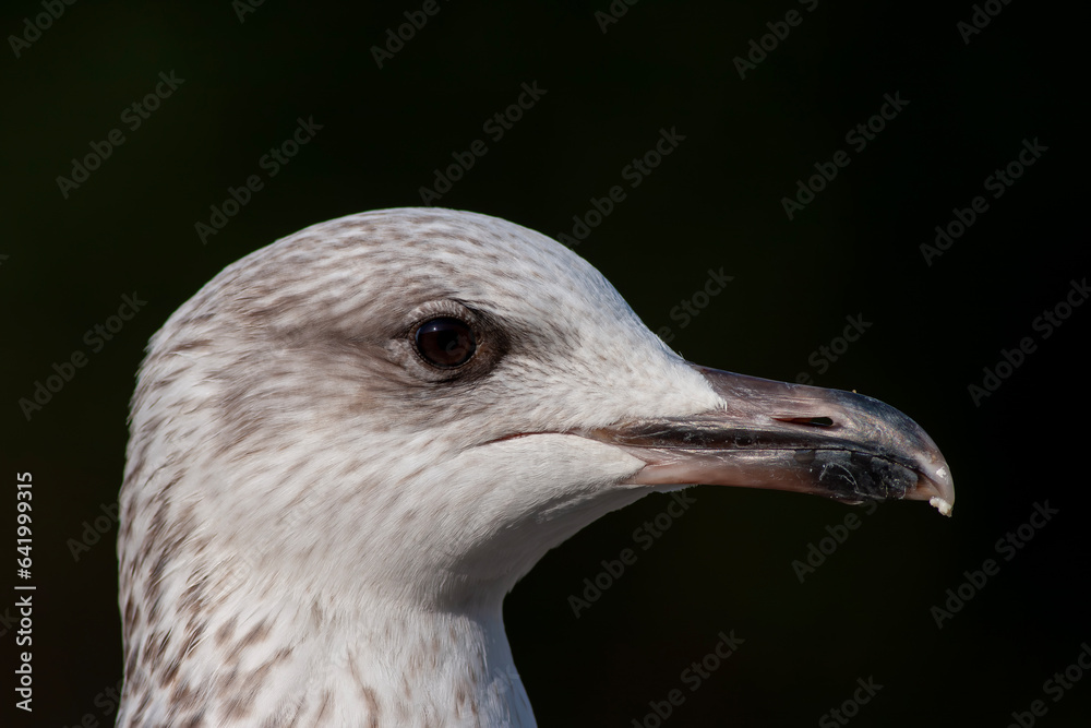 portrait of an amazing seagull with beautiful eyes portrait of an amazing seagull with beautiful eyes