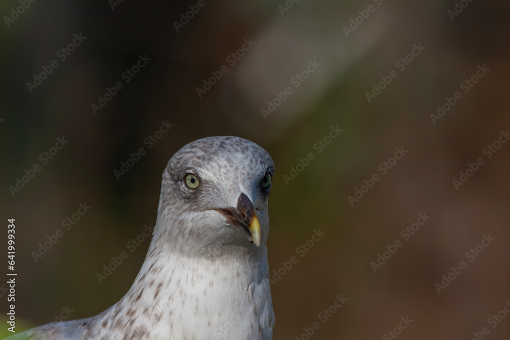 portrait of an amazing seagull with beautiful eyes portrait of an amazing seagull with beautiful eyes