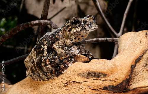 Marmorea frog, Marbled tree frog // Marmor-Laubfrosch (Dendropsophus marmoratus) photo