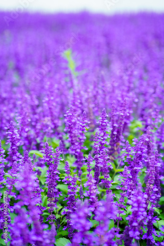 Lavender fields blooming under the cloudy sky of the rainy season.