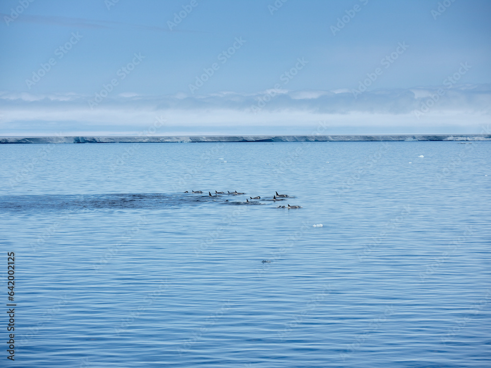 Pod of killer whales swimming above ocean surface off Antarctic Peninsula, Weddell Sea, Antarctica
Pod of killer whales swimming above ocean surface off Antarctic Peninsula, Weddell Sea, Antarctica