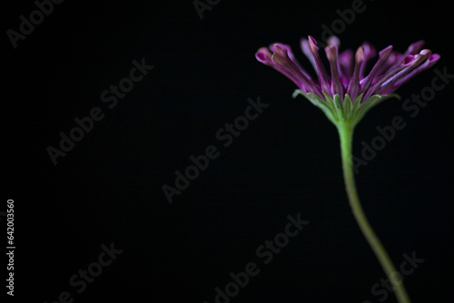 Dark pink Osteospermum on black background
 photo