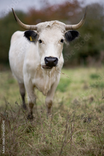 Black and white bull standing on field
