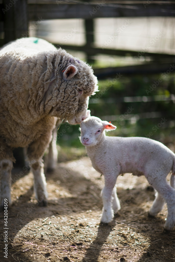 Mother sheep touching lamb with head
