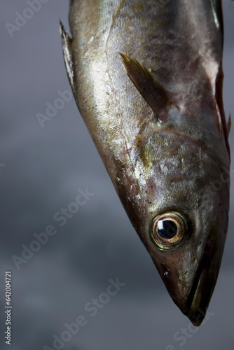 Close up of a Pollack fish
 photo