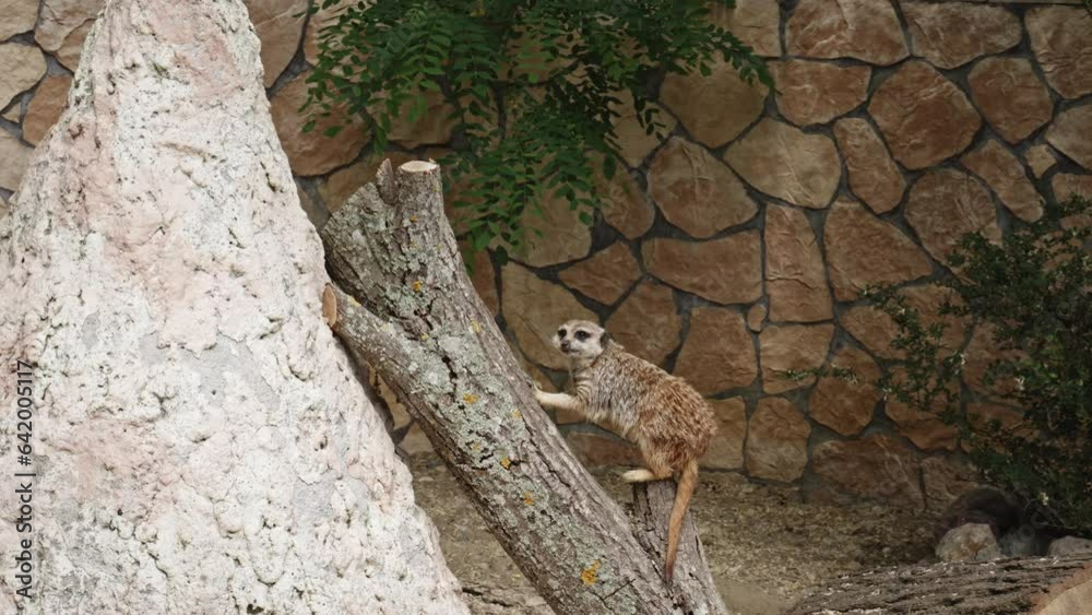 A meerkat climbs onto its stone lookout to watch over the herd against any potential danger. A meerkat climbs onto its stone lookout to watch over the herd against any potential danger.