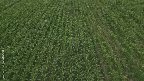 View of green cornfield. Aerial drone flyback photo