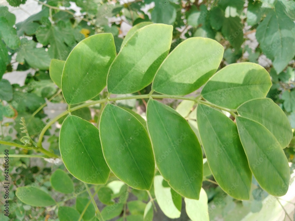 leaves on a tree